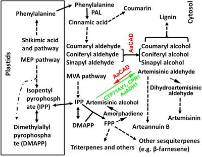 Overexpression of Artemisia annua Cinnamyl Alcohol Dehydrogenase Increases Lignin and Coumarin and Reduces Artemisinin and Other Sesquiterpenes